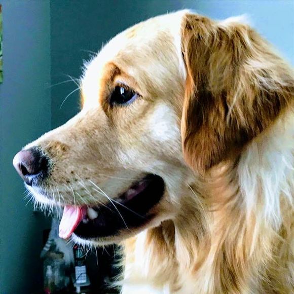 Meet your Posher, Susan - Picture 1 of 1